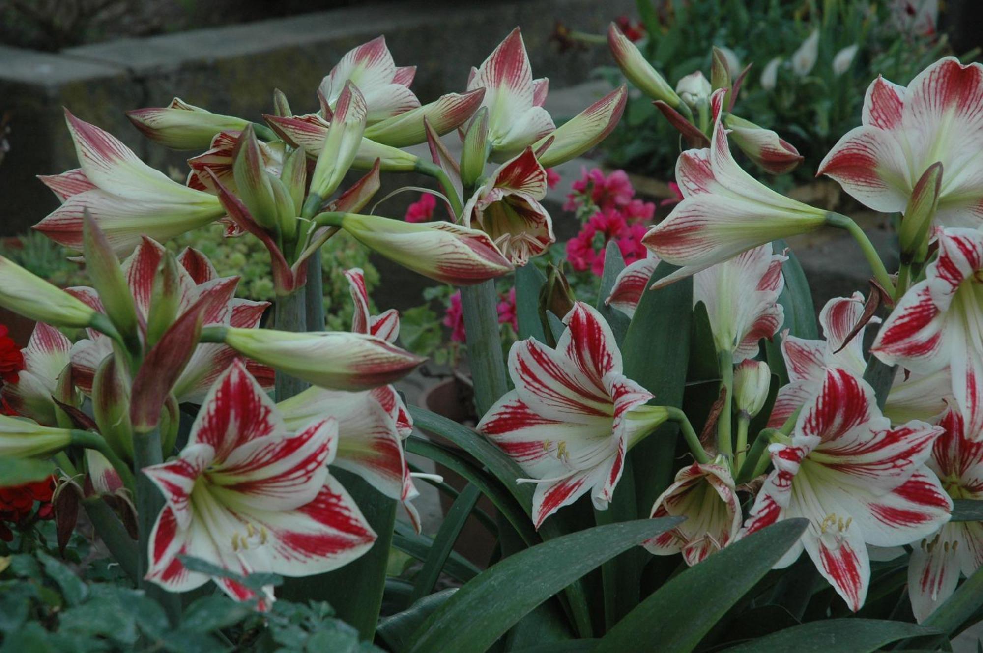 메타 Il Giardino Dei Gigli 아파트 외부 사진