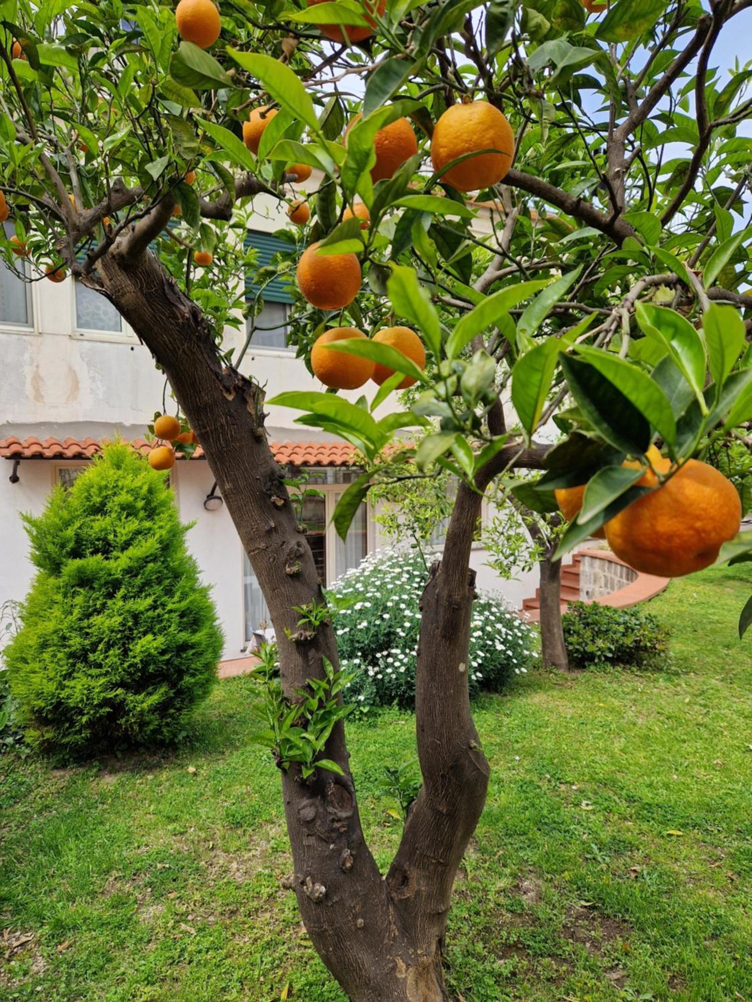 메타 Il Giardino Dei Gigli 아파트 외부 사진